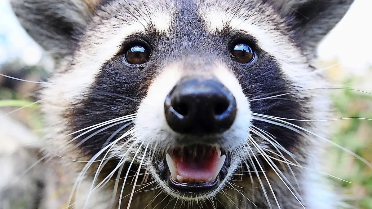 ARCHIV - 13.07.2010, Niedersachsen, Springe: Ein Waschbär blickt neugierig in die Kamera. (Zu dpa «Sachsens Jäger 2017 mit Rekordbeute - Mehr Wildschweine und Waschbären erlegt» vom 15.07.2018) Foto: Felix Heyder/dpa +++ dpa-Bildfunk +++