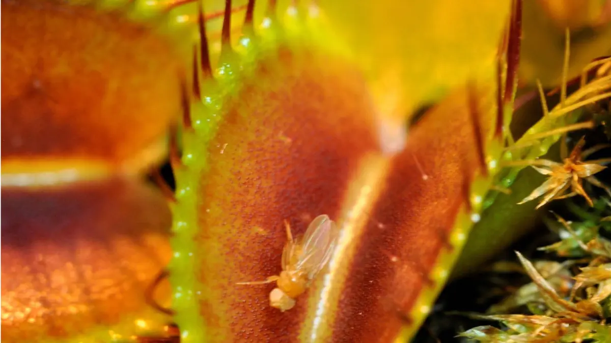 HANDOUT - Die undatierte Aufnahme zeigt eine im Gewächshaus der Universität Würzburg (Bayern) stehende Venusfliegenfalle, Dionaea muscipula. Würzburger Forscher haben herausgefunden, dass die fleischfressende Pflanze zählen kann. Sie reagiert erst ab einer bestimmten Zahl von Berührungen durch ihre Beute mit ihrem Klappmechanismus und mit dem Start der Verdauung. Foto: Sönke Scherzer/Uni Würzburg (zu dpa-Meldung: «Würzburger Forscher: Venusfliegenfalle kann zählen») +++(c) dpa - Bildfunk+++