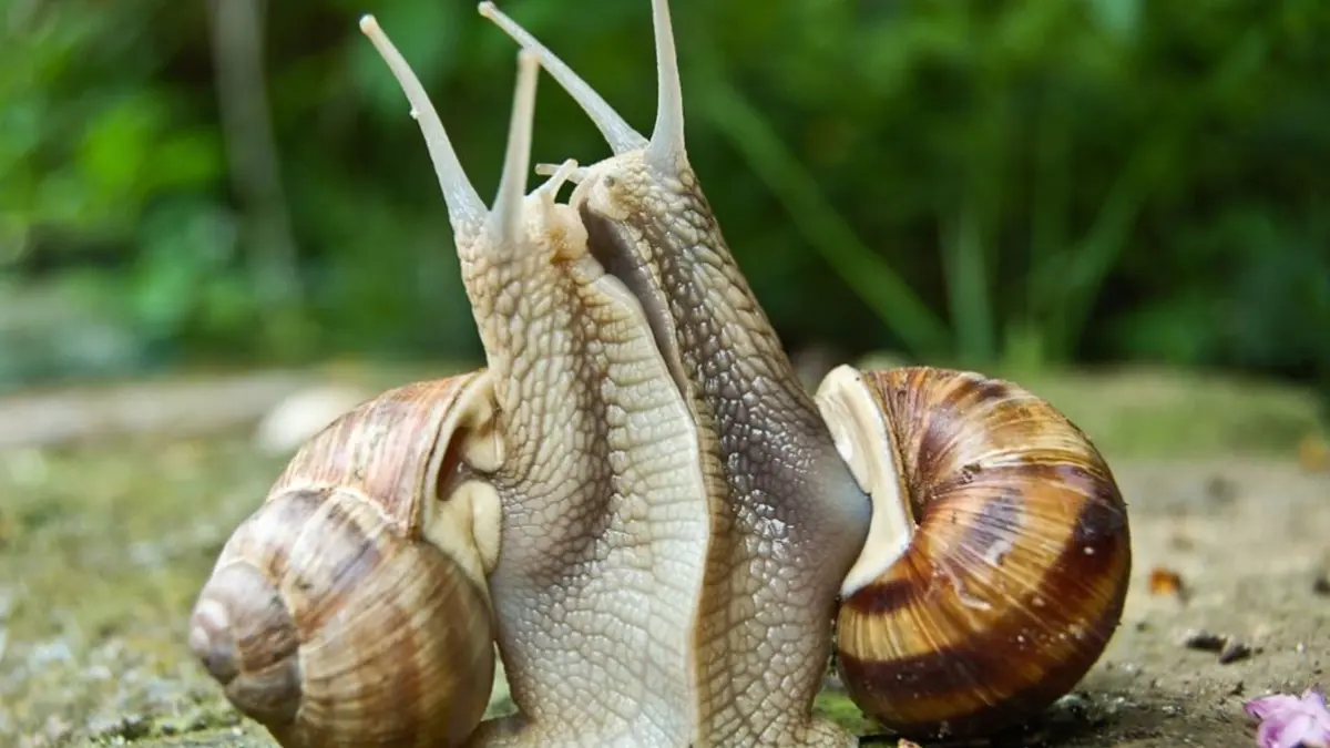 So kuscheln Weinbergschnecken.