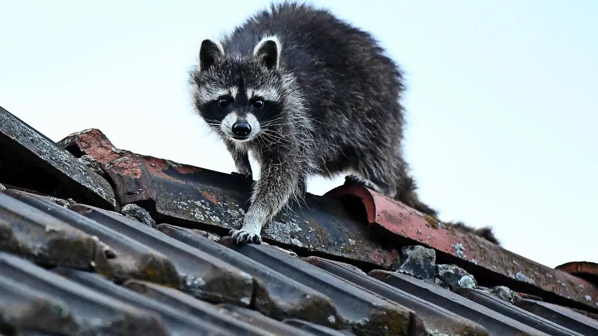 ARCHIV - 13.05.2020, Berlin: Ein Waschbär klettert über ein Dach. Jäger haben laut dem Deutschen Jagdverband in der vergangenen Saison so viele Waschbären erlegt wie noch nie. (zu dpa «Jagdverband: So viele Waschbären erlegt wie noch nie») Foto: Britta Pedersen/dpa-Zentralbild/dpa +++ dpa-Bildfunk +++