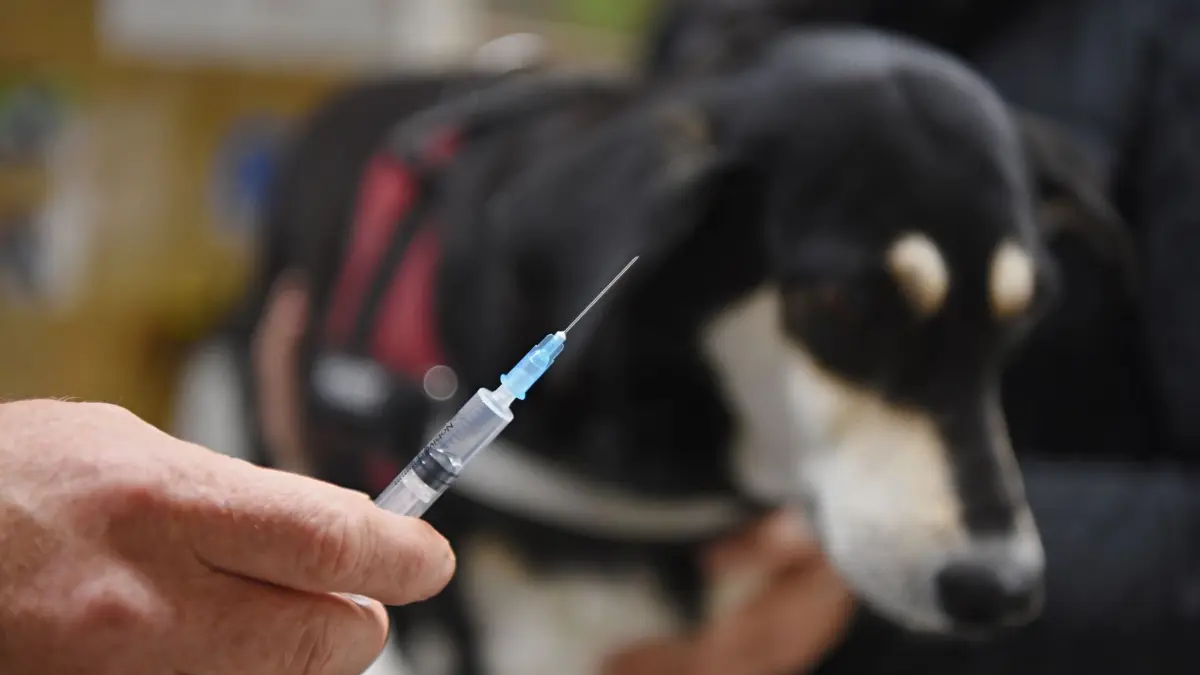 ARCHIV - 30.09.2019, Bayern, Zapfendorf: Ein Tierarzt hält vor einer Hündin eine Spritze mit einer Impfung gegen Tollwut in den Händen. Die Corona-Pandemie hat zeitweise zu einem Mangel an generellen Tierimpfstoffen geführt. (zu dpa «Corona-Pandemie führt zu Mangel an Tierimpfstoffen») Foto: Nicolas Armer/dpa +++ dpa-Bildfunk +++