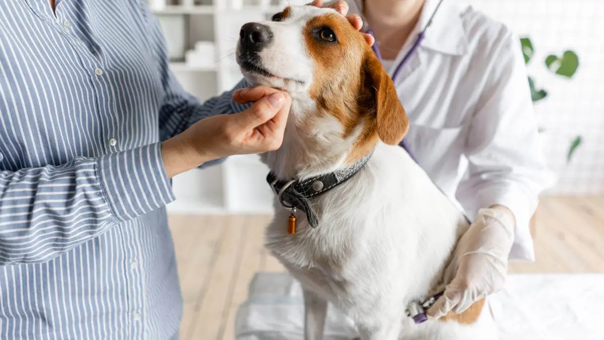 Die Übersicht der Tierarztkosten für Hunde als Tabelle. Das müssen Hundebesitzer laut Gebührenordnung für Tierärzte (GOT) für Impfungen, Operationen und Co bezahlen.