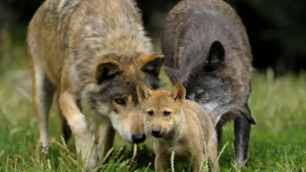 Bildnummer: 58333739 Datum: 26.09.2011 Copyright: imago/blickwinkel Europaeischer Wolf, Europaeischer Grauwolf, Gewoehnlicher Wolf, Gemeiner Wolf (Canis lupus lupus), Wolfspaar mit Welpe auf einer Wiese, Deutschland European gray wolf (Canis lupus lupus), couple with puppy in meadow, Germany BLWS285370 x0x xsk 2011 quer Tier Tiere Saeugetier Saeugetiere Raubtier Raubtiere Wolf Woelfe Querformat Europa europaeisch Mitteleuropa mitteleuropaeisch Deutschland deutsch deutsche deutscher deutsches Familie Familien Tierfamilie Tierfamilien Eltern familiaer Fuersorge fuersorglich behuetet Verhalten Sozialverhalten Tierkind Tierkinder Tierbaby Tierbabies Jungtier Jungtiere Tierjunges Junges Welpe Welpen Wolfswelpe Wolfswelpen Wolfsbaby Wolfsbabys Wolfsbabies drei 3 Trio Gruppe Gruppen zu dritt Wildlife Wildtier Wildtiere Fauna Wiese Wiesen aussen draussen Aussenaufnahme Aussenaufnahmen auf einer Wiese auf der Wiese in einer Wiese in der Wiese im Freien riechen riechend Grauwolf Grau-Wolf Grauwoelfe Grau-Woelfe Europaeischer Grauwolf Europaeischer Grau-Wolf Europaeische Grauwoelfe Europaeische Grau-Woelfe animal animals mammal mammals carnivore carnivores beast of prey beasts of prey predator predators canids wolves horizontal format Europe European Central Europe Central European Germany German animal family animal families parents familiar care considerate guarded thoughtful provident behaviour social behaviour young animal young animals animal baby animal babies puppy puppies pup pups wolf cub wolf cubs juvenile three trios group groups wild animal wild animals meadow meadows outdoor photography outdoors outside in a meadow smelling 58333739 Date 26 09 2011 Copyright Imago Angle Europe Eischen Wolf Europe Eischen Grey Wolf Habitual Wolf Commun Wolf Canis Lupus Lupus Wolf pair with Puppy on a Meadow Germany European Gray Wolf Canis Lupus Lupus COUPLE With Puppy in Meadow Germany x0x xSK 2011 horizontal Animal Animals Mammal Mammals Predator Predators Wolf Wolves Landscape Europe Eisch Europe Central Europe Central European Germany German German German German Family Families Animal family Animal families Parents familia Care funfun caring guarded Behavior Social behaviour Animal child Animal children Animal baby Animal babies Young animal Young animals Young animal Young Puppy Puppies Wolf puppy Wolf puppies Three 3 Trio Group Groups to third Wildlife Wild animal Wild animals Fauna Meadow Meadows exterior outside Outside view Outside on a Meadow on the Meadow in a Meadow in the Meadow in Free Smelling riechend Grey Wolf grey Wolf Gray wolves grey Wolves Europe Eischen Grey Wolf Europe Eischen grey Wolf european Gray wolves european grey Wolves Animal Animals Mammal mammals Carnivore Beast of Prey Beasts of Prey Predator Predators canids Wolves horizontally Format Europe European Central Europe Central European Germany German Animal Family Animal families Parents familiar Care considerate guarded thoughtful Provident Behaviour Social Behaviour Young Animal Young Animals Animal Baby Animal Babies Puppy Puppies Pup Pups Wolf CUB Wolf Cubs Juvenile Three Trios Group Groups Wild Animal Wild Animals Meadow Meadows Outdoor Photography outdoors outside in a Meadow smelling