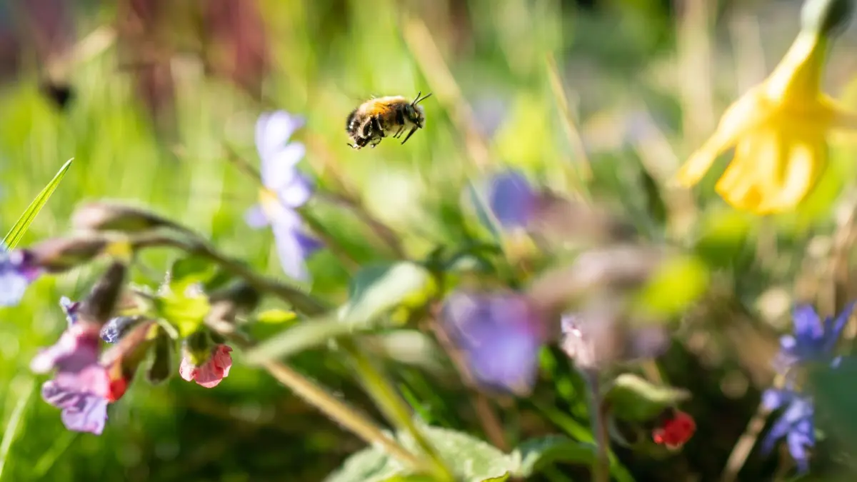 Auf einer natürlichen Blumenwiese von der Fläche eines Basketballfelds können etwa 60.000 Insekten leben.