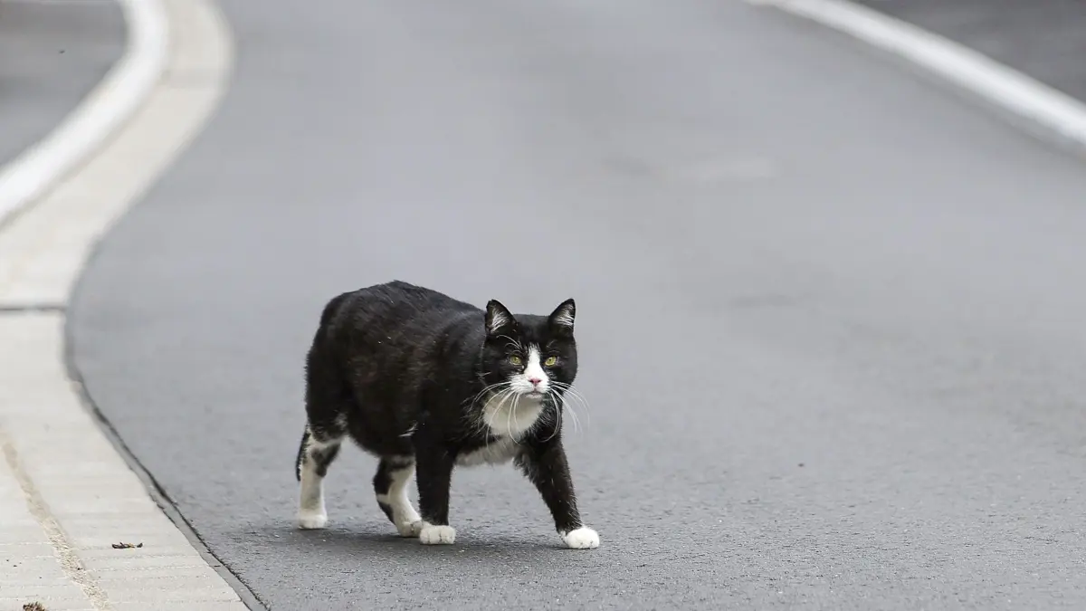 Eine Katze geht über eine Straße. Die Fördermittel des Landes zur Kastration von Streunerkatzen reichen angesichts der Zahl der eingereichten Förderanträge nicht aus. (zu dpa «Kastration von Streunerkatzen - Mittel des Landes reichen nicht aus») +++ dpa-Bildfunk +++