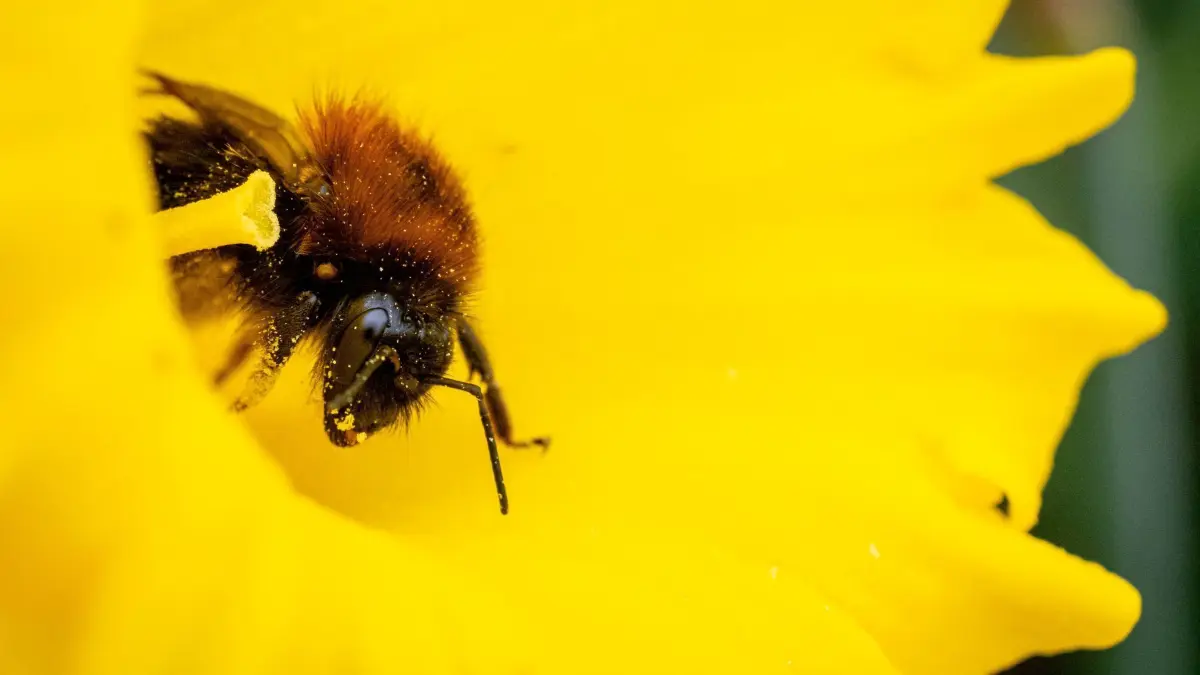 Ein Insekt voller Pollen krabbelt aus der Blüte einer Narzisse. Zum kalendarischen Frühlingsanfang gab es vielerorts frühlingshafte Temperaturen und auch in den folgenden Tagen bleibt es warm. Während der meteorologische Frühling immer am 1. März beginnt, ist der kalendarische Frühlingsbeginn an den Stand der Sonne gekoppelt. Am Mittwoch waren Tag und Nacht gleich lang — damit war der kalendarische Frühlingsauftakt erreicht.