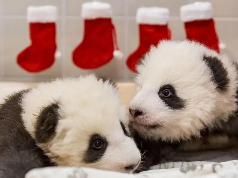 Die beiden Panda-Jungs aus Berlin haben jetzt einen Namen.