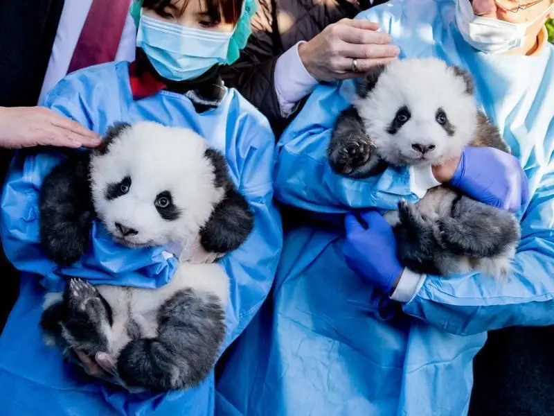 Die Panda-Zwillinge im Berliner Zoo heißen „Meng Yuan“ und „Meng Xiang“.