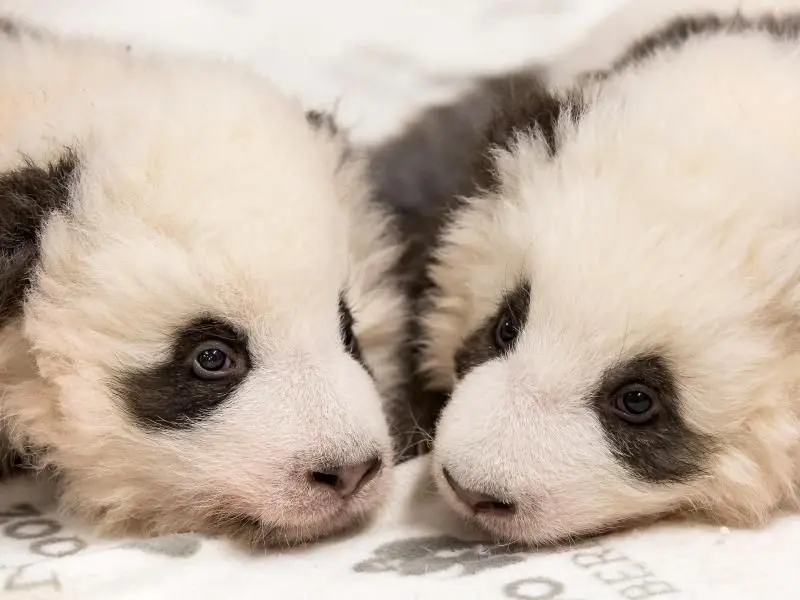 100 Tage nach ihrer Geburt haben die Panda-Babys ihre Namen bekommen.