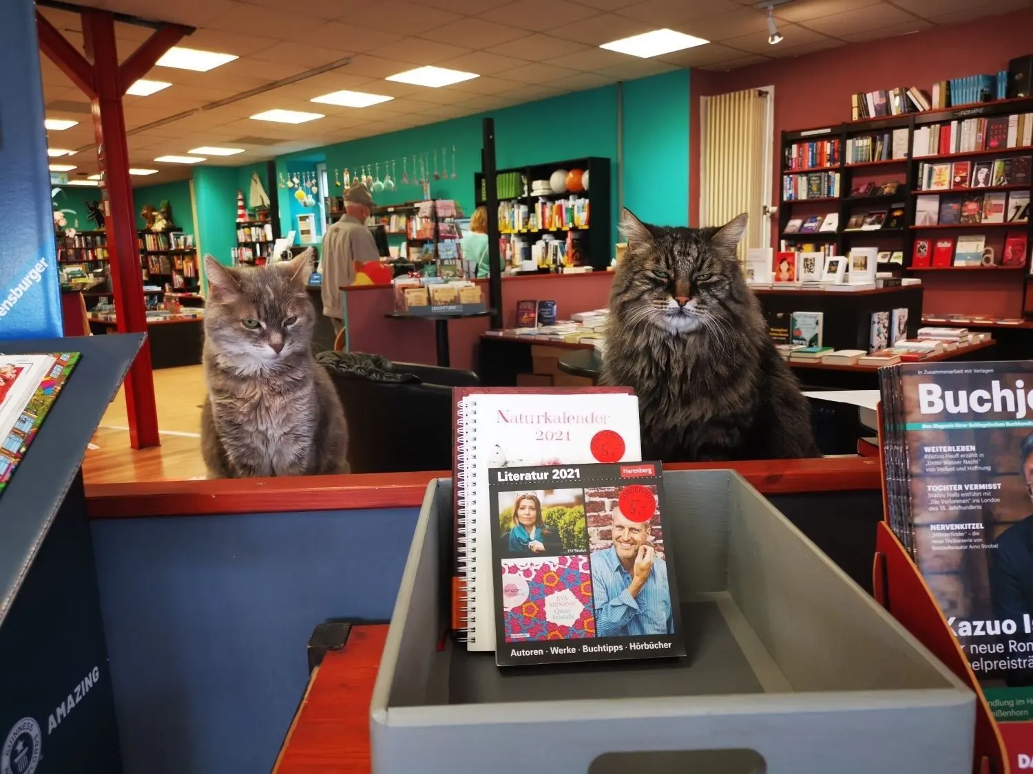 Dieses Foto mit beiden Katzen ist ein Glücksfall: Am liebsten ruht Lotte (l.) allein im Regal neben dem Buch „Everybody – eine Reise durch die Welt der Lust“. ⇥
