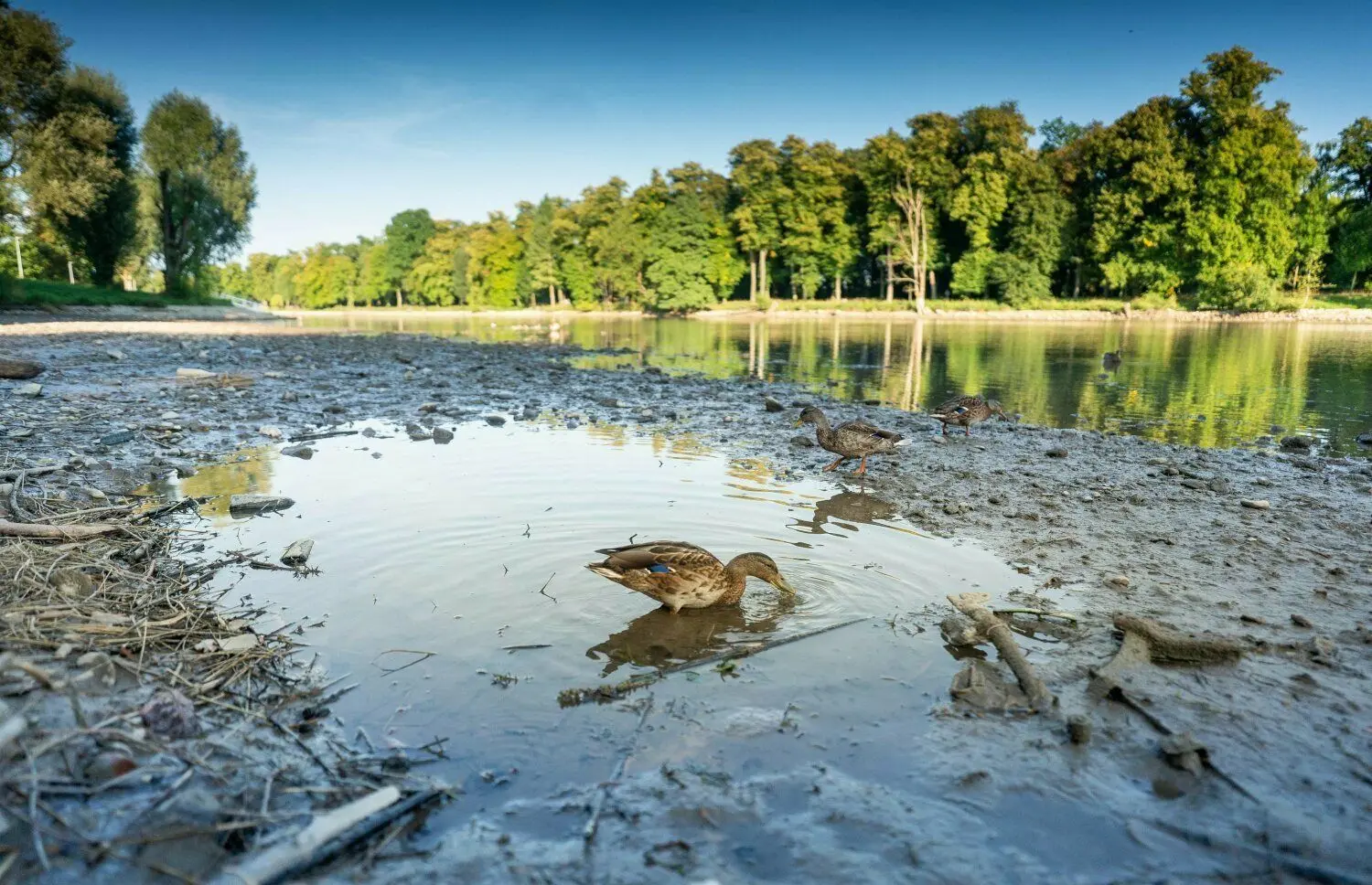 Trocken gefallen ist die Entenbucht vor dem SSV an der Donau.⇥