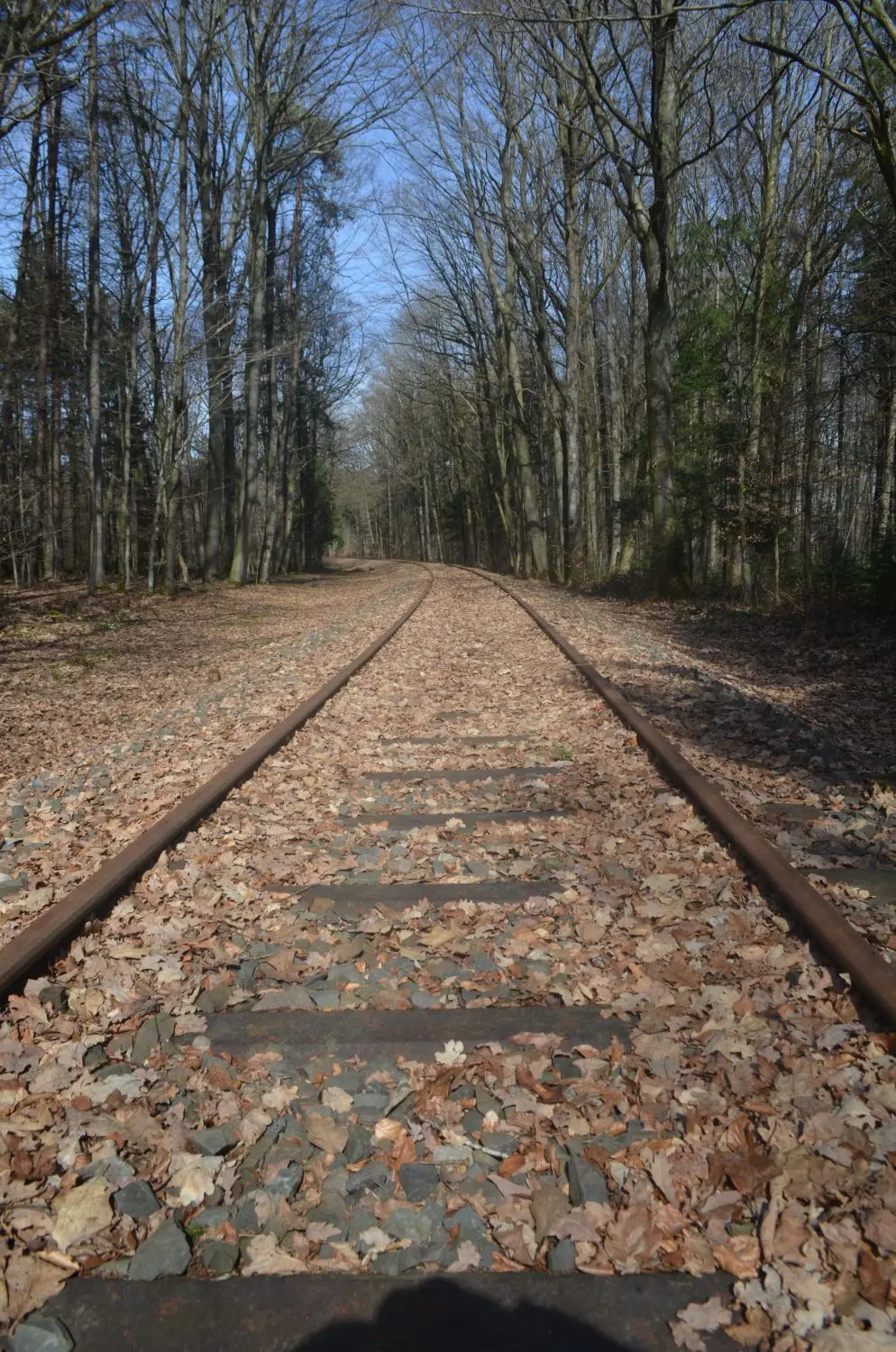 Zwischen Raboldshausen und Oberweiler führen die Gleise durch ein Waldstück. Der Förderverein Nebenbahn Blaufelden-Gerabronn-Langenburg sorgt dafür, dass die Strecke nicht erneut zuwuchert.⇥
