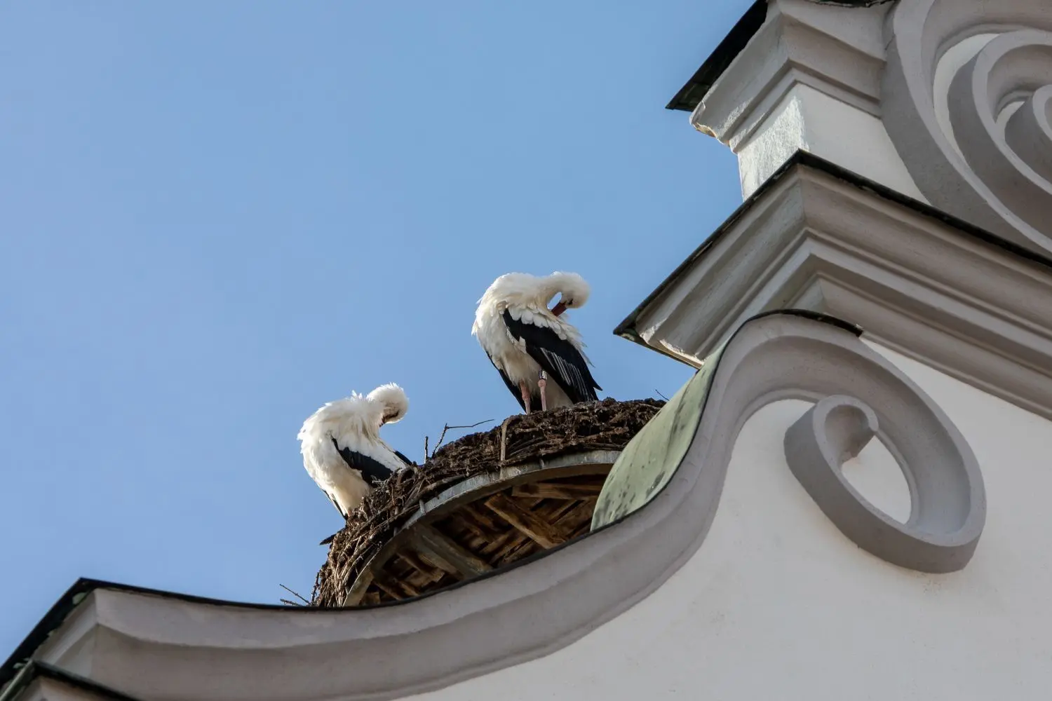 Auch Störche genießen das warme Herbstwetter auf dem Ehinger Ritterhaus.
