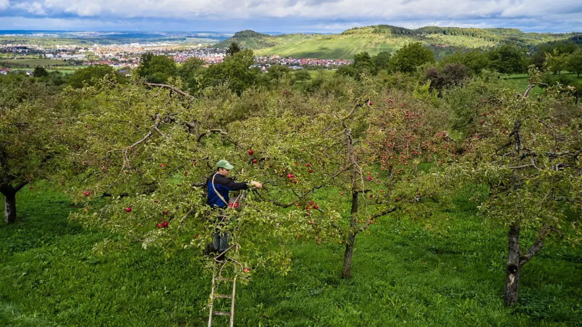 Auch darum geht’s im Buch: Manuel Straßer bei der Arbeit auf den Obstwiesen in Dettingen.
Motive Streuobstwiesen