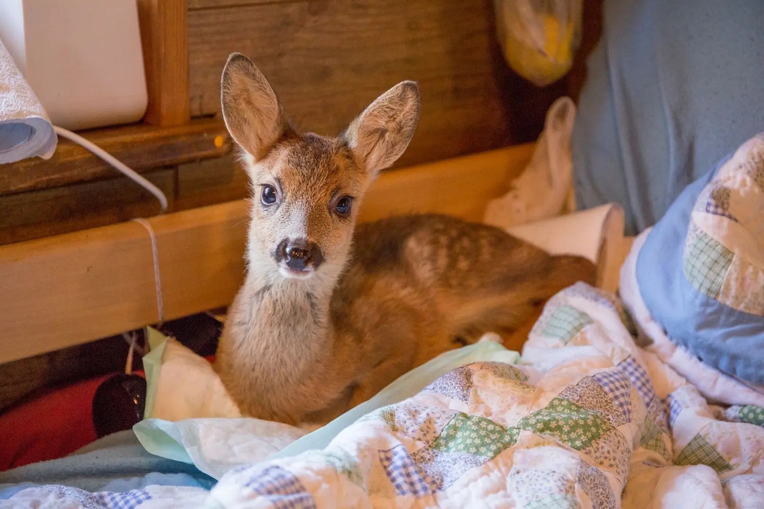 Tierheim Obere Roggenmühle - Annette Schaum zieht ein Rehkitz auf⇥