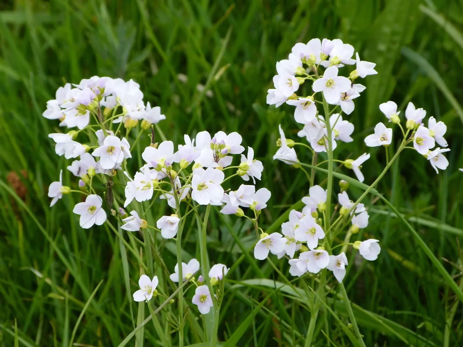 Das Wiesenschaumkraut hat man als Kind vielleicht gerne für Sträuße gepflückt: Mit den zarten rosanen Blüten kann man aber auch Salate garnieren. Sie schmecken wie Kresse.
