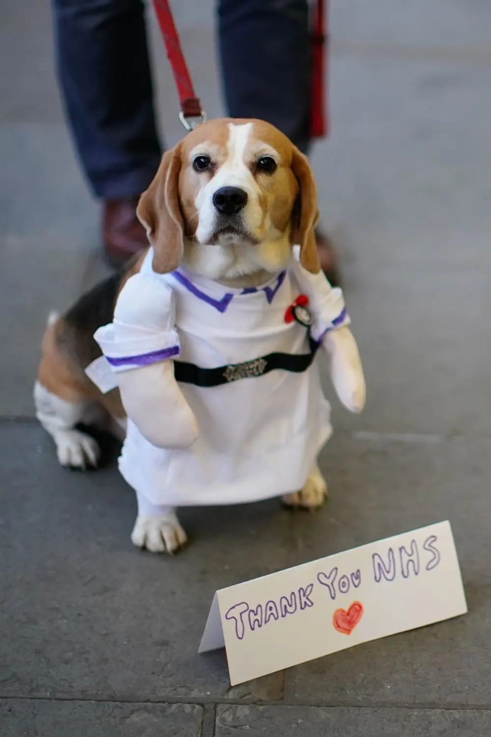 „Clap for Carers“ – selbst ein Hund beteiligt sich an der donnerstäglichen NHS-Initiative.