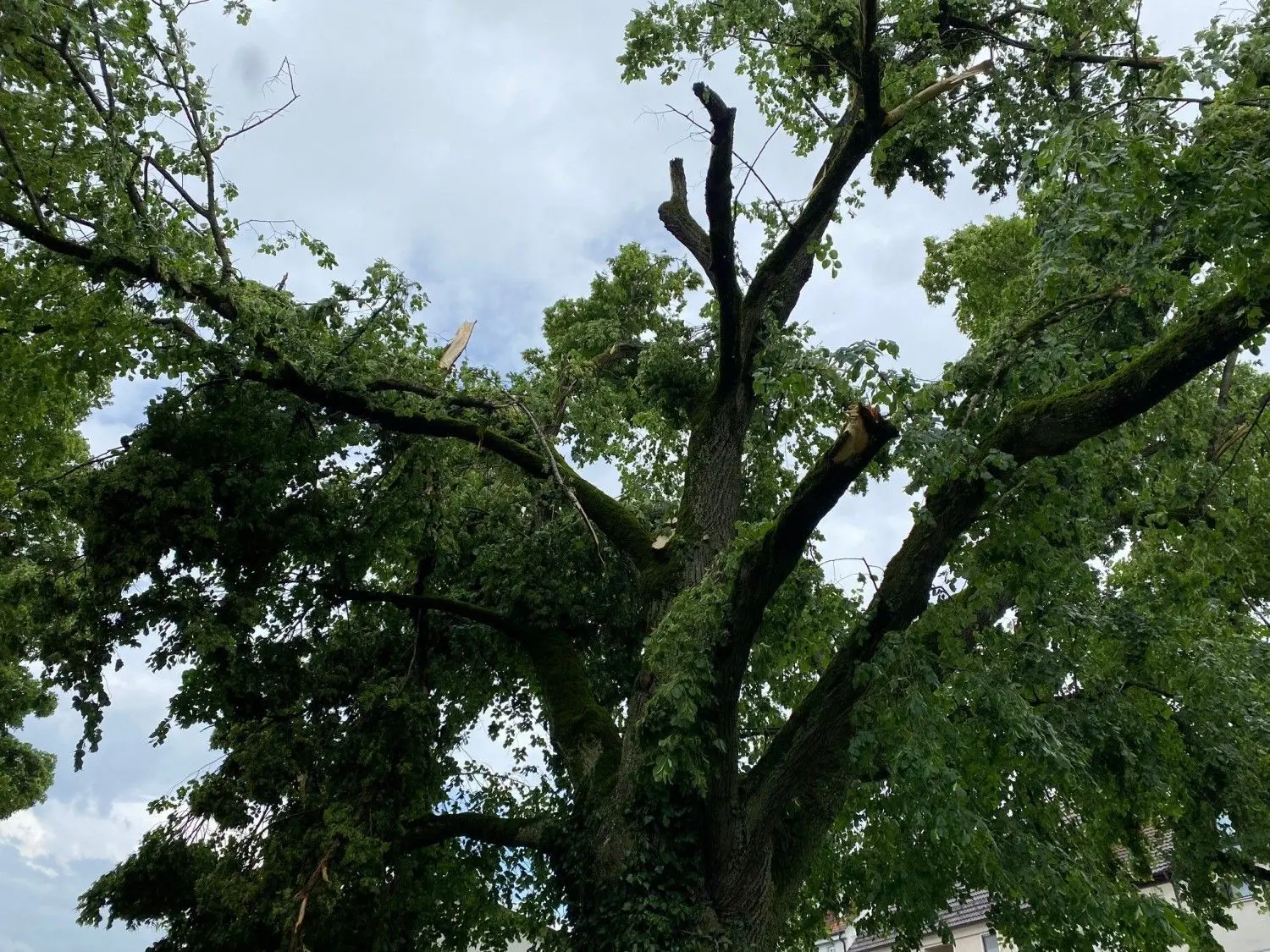 Auch die Linden auf dem Viehmarktgelände haben schweren Schaden genommen. Bürgermeister Michael Lohner hofft, dass ein Baumpfleger die als Naturdenkmal ausgewiesenen Bäume retten kann.