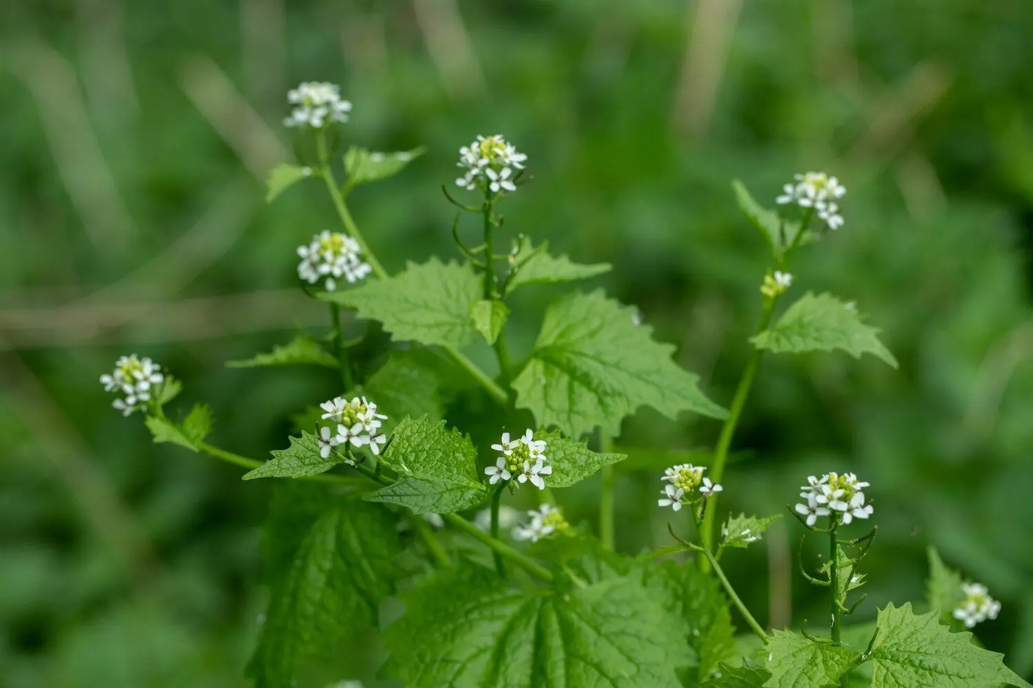 Die Knoblauchrauke schmeckt wie der Name schon sagt knoblauch-pfeffrig. Da sie dieses Aroma beim Kochen verliert, sollte sie roh verzehrt werden.