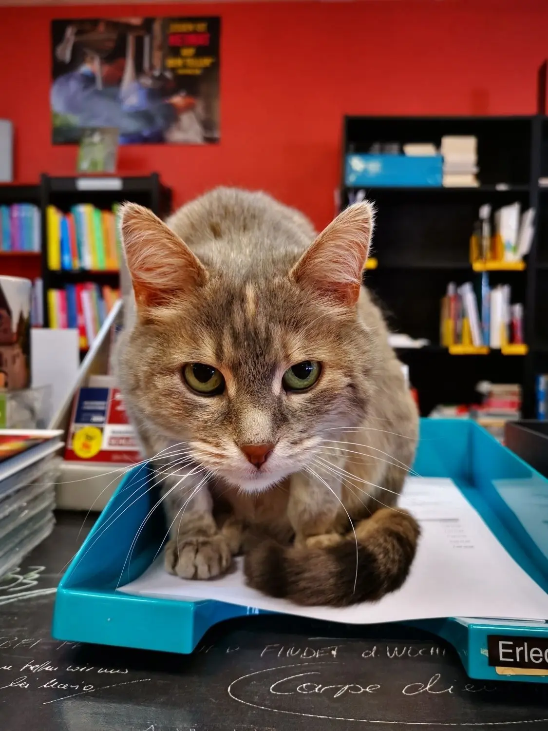 Buchführung ist wichtig: Lotte bewacht den Ablagekorb.