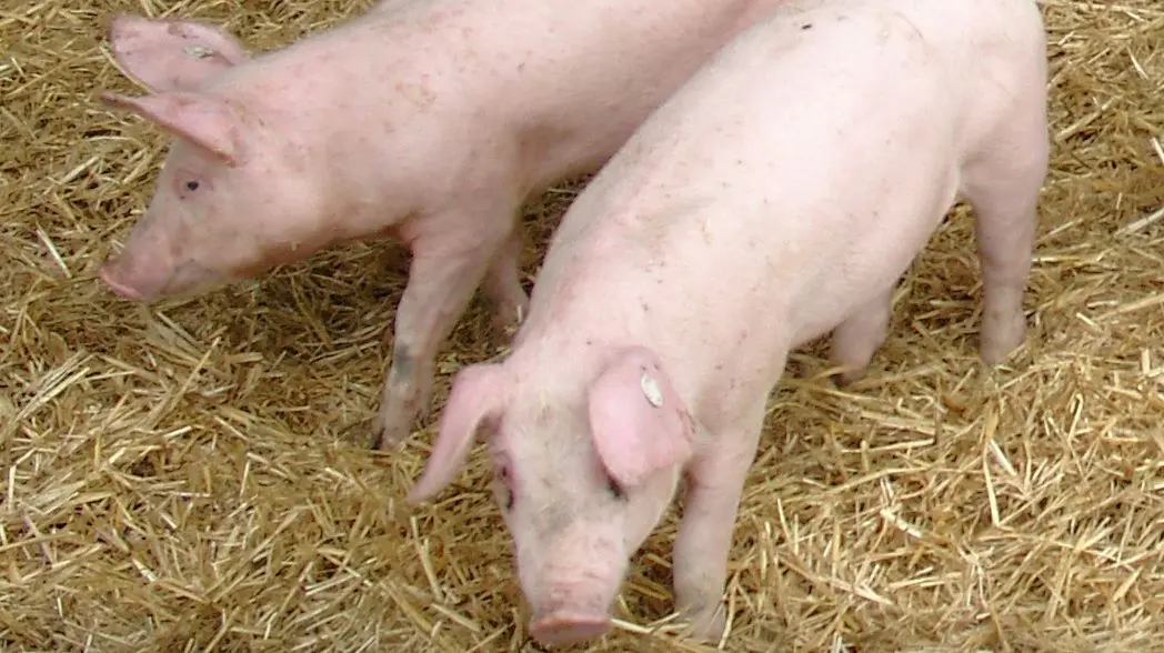 Hohenloher Landschweine.