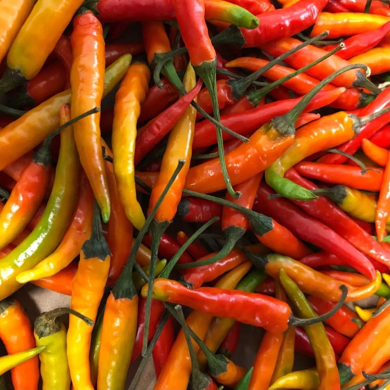 Besondere Ware: Solchen Chili bekommt man beim Discounter eher nicht.