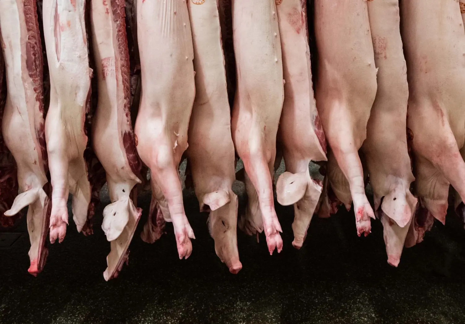 Halbierte Schweine hängen in einem Schlachthof in Niedersachsen.