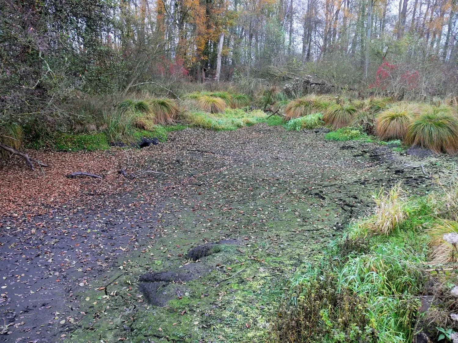 Im vergangenen Jahr war der sagenumwobene Grimmensee bei Langenau noch trockengefallen.