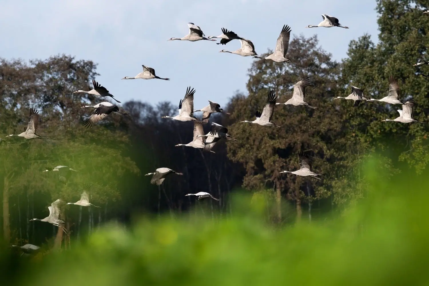 Zugvögel auf ihrem Weg in den Süden. Sie kommen als Überträger der Vogelgrippe in Betracht. ⇥