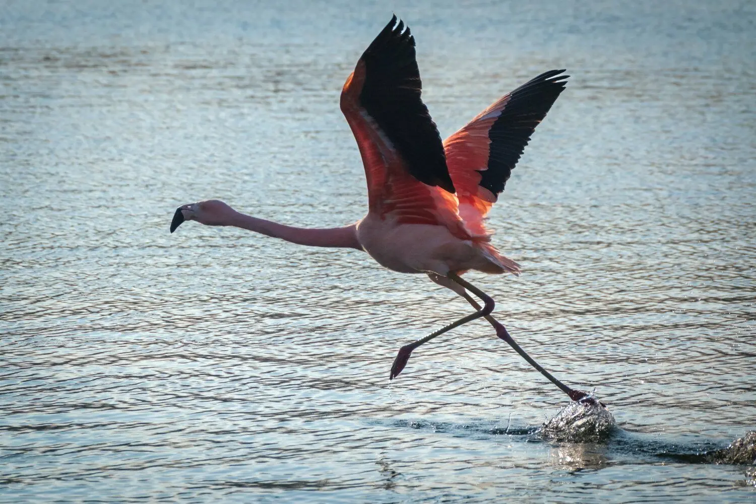 Der Flamingo auf der Donau bei Elchingen: wahrscheinlich auf Futtersuche.