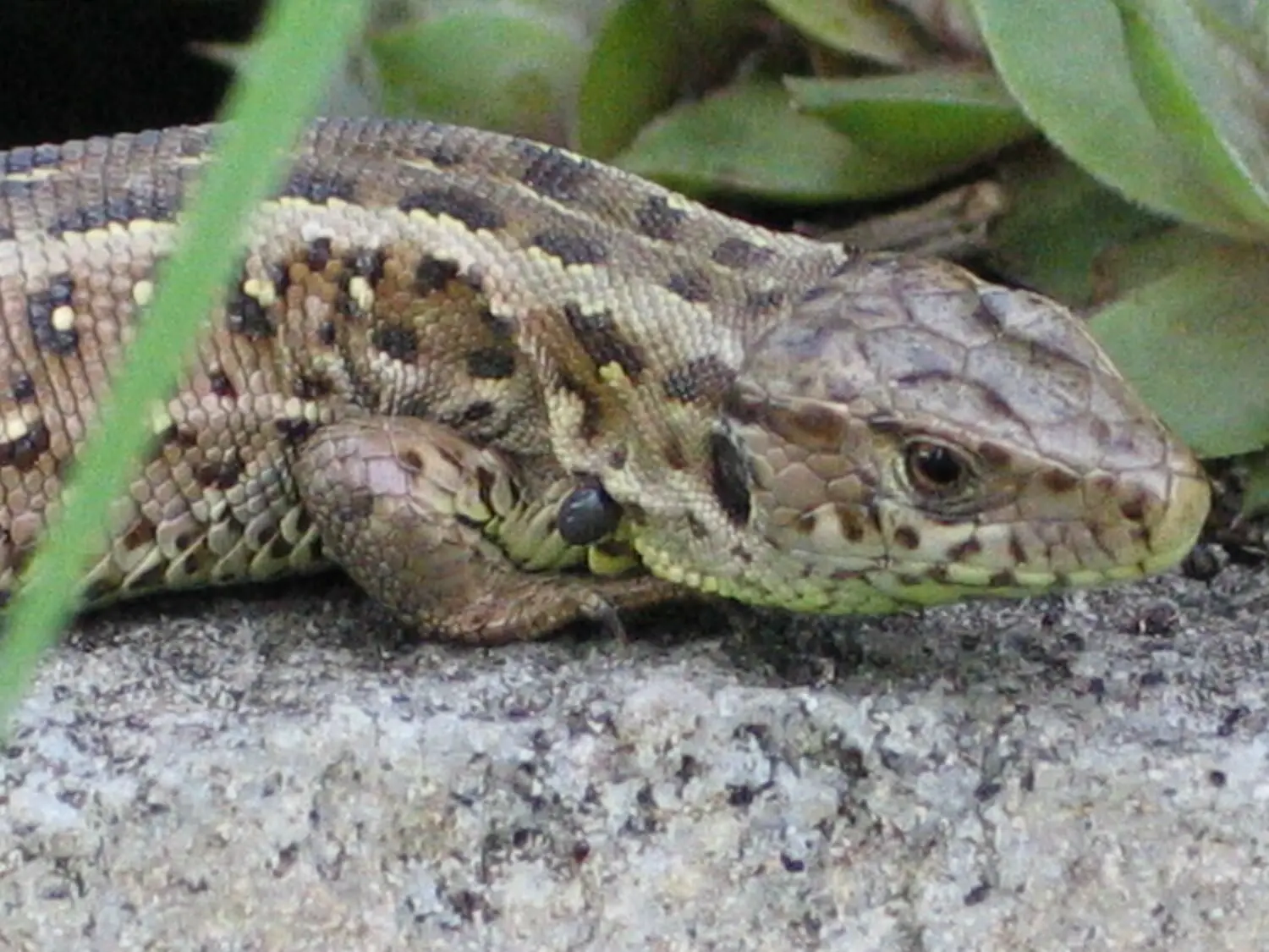 Wegen der Bebauung des südlichen Teils der Oberberghofstraße musste für die Zauneidechse ein neuer Lebensraum angelegt werden.