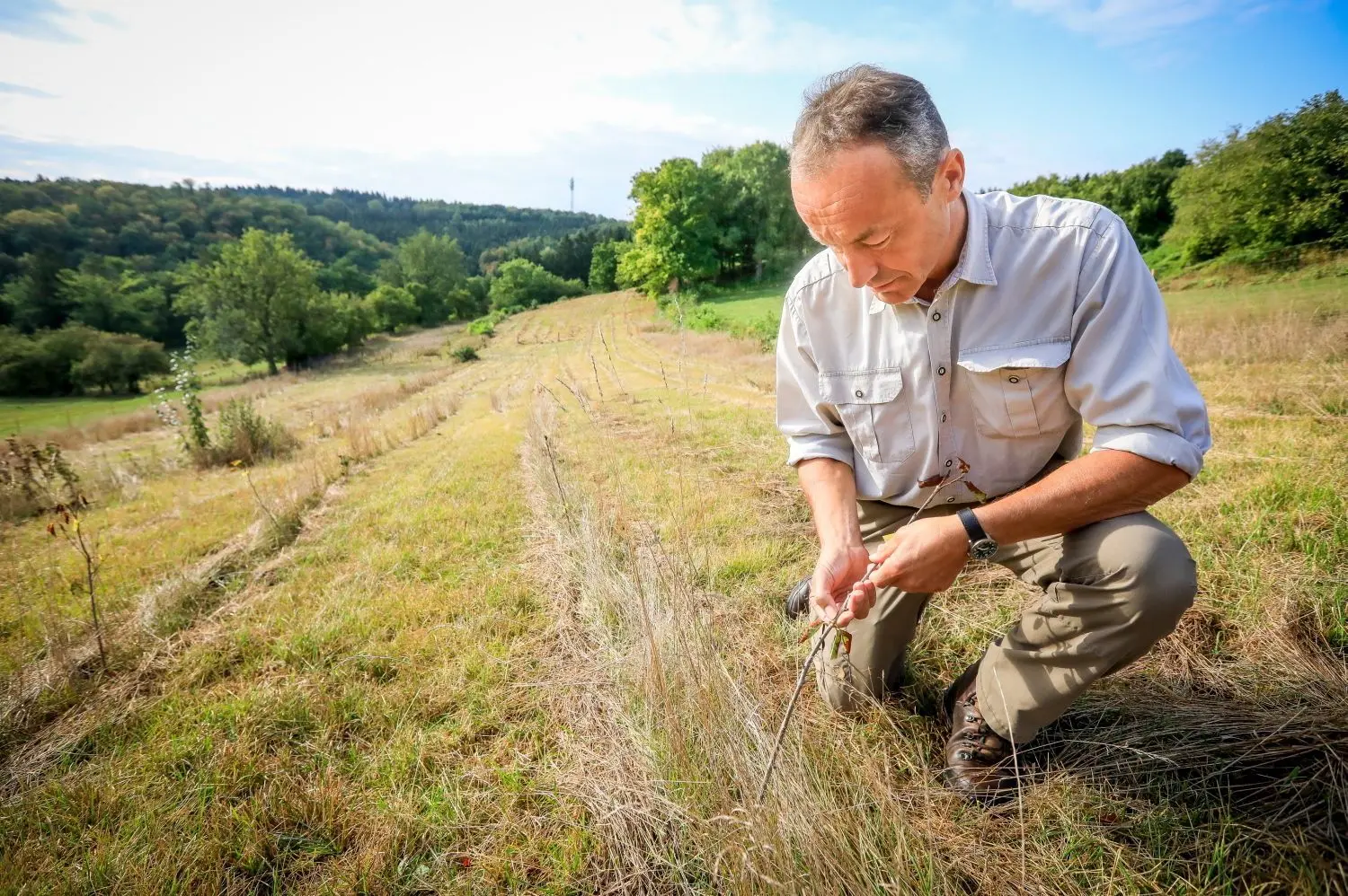 Auf dieser Wiese südlich von Mähringen soll ein Wald entstehen. Förster Max Wittlinger schätzt, dass jedoch mehr als 80 Prozent der Setzlinge vertrocknet sind.