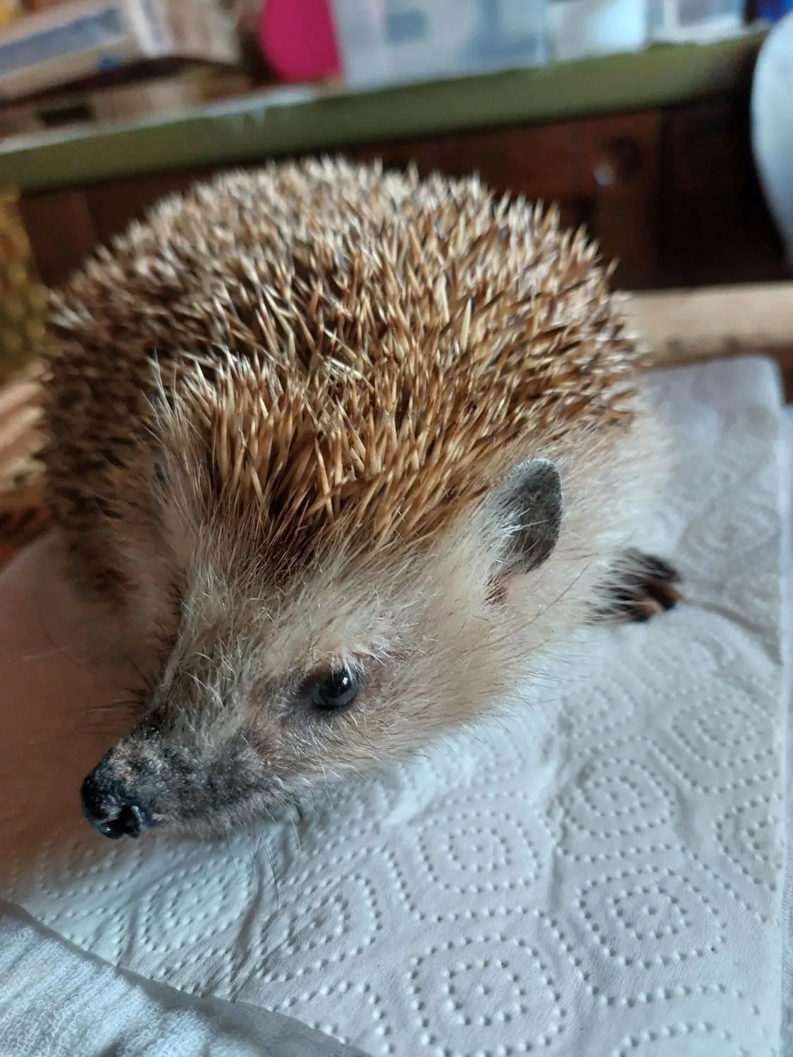 Fundigel Bella ist Mama von fünf Igelbabies geworden.