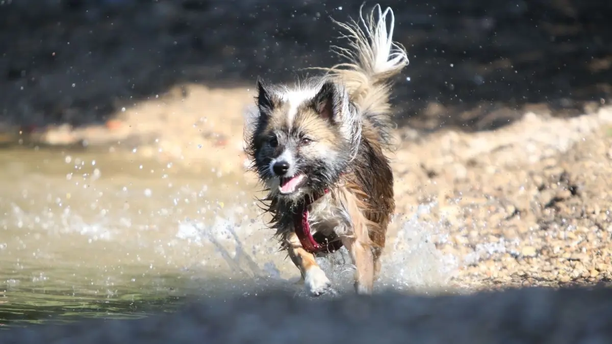 Wenn Metzingens schnellster Hund gesucht wird, messen sich die Kandidaten nicht im flachen Wasser, sondern auf einer Laufbahn.⇥