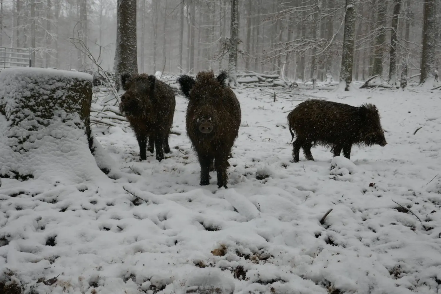 Keine Spur von Afrikanischer Schweinepest bei diesen Wildschweinen auf der Laichinger Alb. Doch der Kreis rüstet sich.⇥