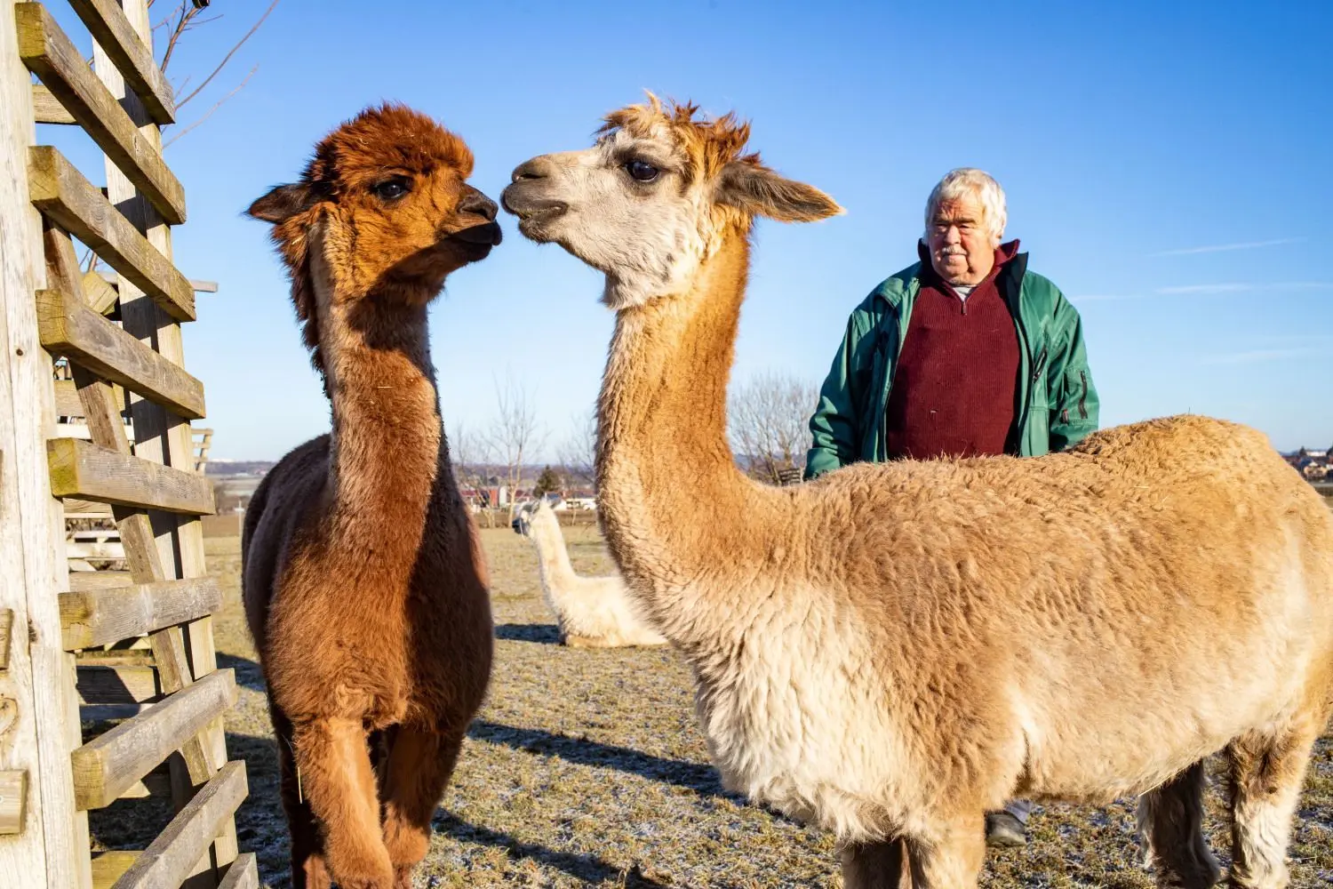 Friedrich Greiner mit zweien seiner Tiere auf der Alpakafarmhofwiese in Heiningen. Im Jahr 2007 wurde hier auf der Farm des Ehepaars Greiner das erste Stutenbaby geboren. ⇥
