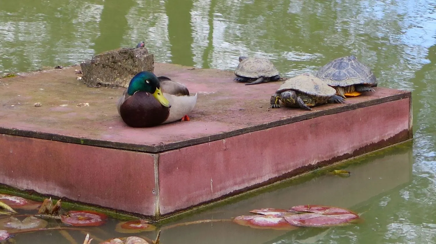 Am Naturteich schlafen Enten und Wasserschildkröten.