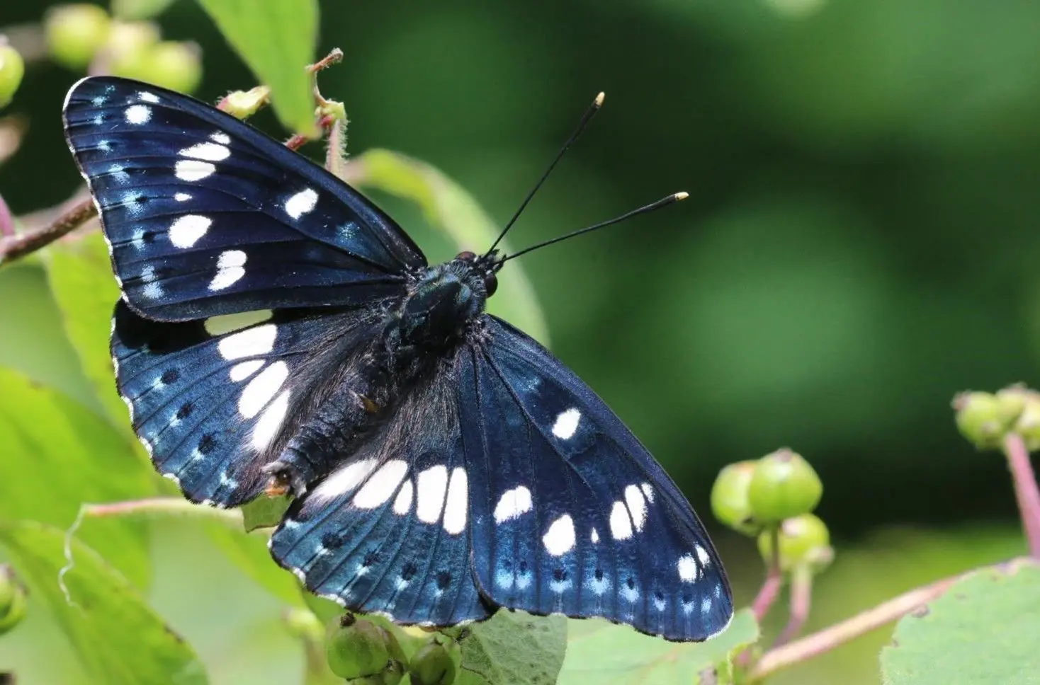 Eine Rarität: Der Blauschwarze Eisvogel. Er ist 45 Millimeter groß.⇥