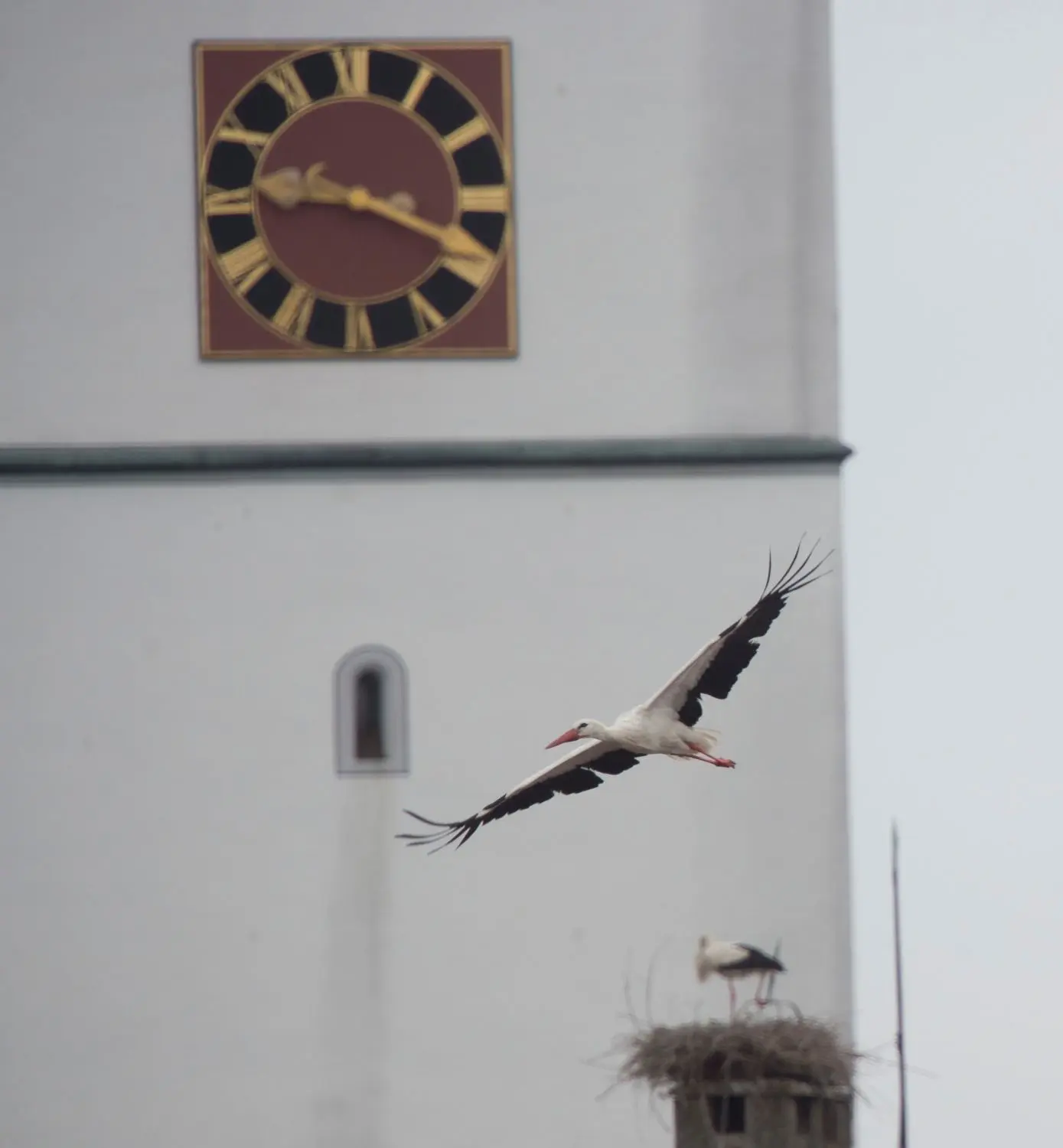 Eines von zwei Storchenpaaren, die auf dem Steigerhaus in Langenau brüten.