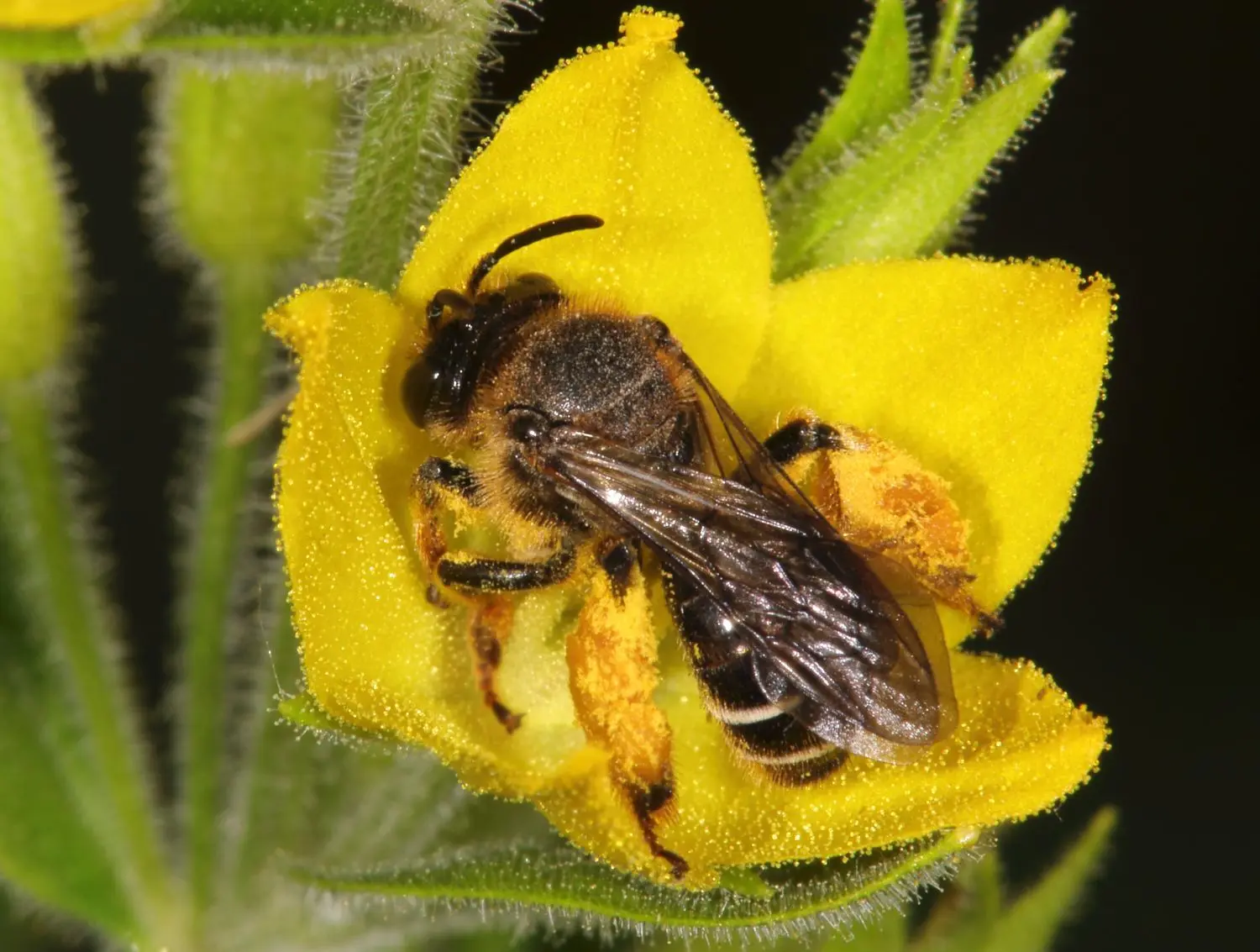 Eine Auen-Schenkelbiene bei der Aufnahme von Öl und Pollen an einer Gilbweiderich-Blüte. ⇥