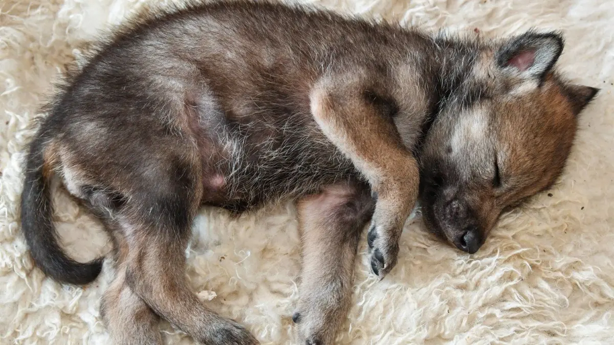 Symbolfoto: Ein 24 Tage alter Wolfswelpe schläft auf einem Schaffell. Bei Bautzen wurde ein solches Jungtier von Spaziergängern gefunden.
Ein 24 Tage alter Wolfswelpe schläft am 13.06.2017 auf einem Schaffell im Wohnzimmer von Imke Heyter, Chefin des Wildparks Schorfheide, in Groß Schönebeck (Brandenburg). Der Wildpark Schorfheide präsentiert seine kleinsten Neuzugänge: Drei Mini-Wölfe, alles samt Flaschenkinder, haben am 22.06.2017 ihr Aufzuchtgehege in Groß Schönebeck (Barnim) bezogen. Parkchefin Imke Heyter hat die Tiere vor knapp zwei Wochen aus dem Zoo Gotha erhalten und bei sich im heimischen Wohnzimmer aufgepäppelt. In Groß Schönebeck finden «Ailaf», «Malinda» und «Mayaa», so wurden die Welpen getauft, ideale Bedingungen. Foto: Patrick Pleul/dpa-Zentralbild/dpa +++(c) dpa - Bildfunk+++ | Verwendung weltweit
