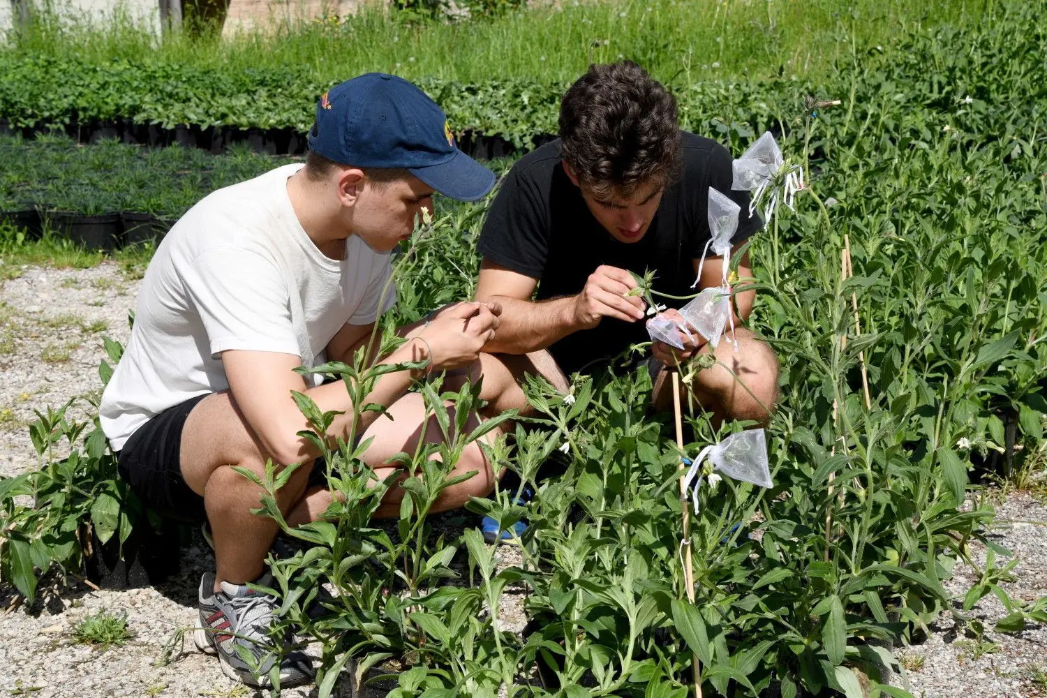Die Blüten wurden in farblich unterschiedlich markierte weiße Gazesäckchen eingepackt, je nachdem ob sie von Hand bestäubt wurden oder unbestäubt blieben.
