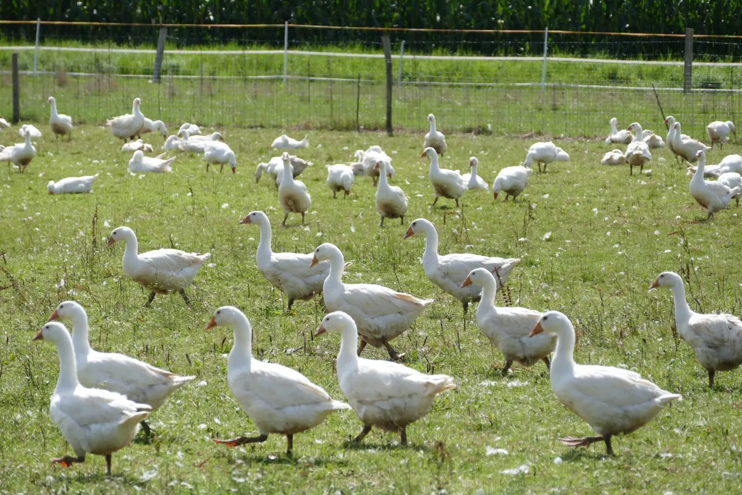 Tagsüber dürfen die Gänse raus auf die Weide.⇥