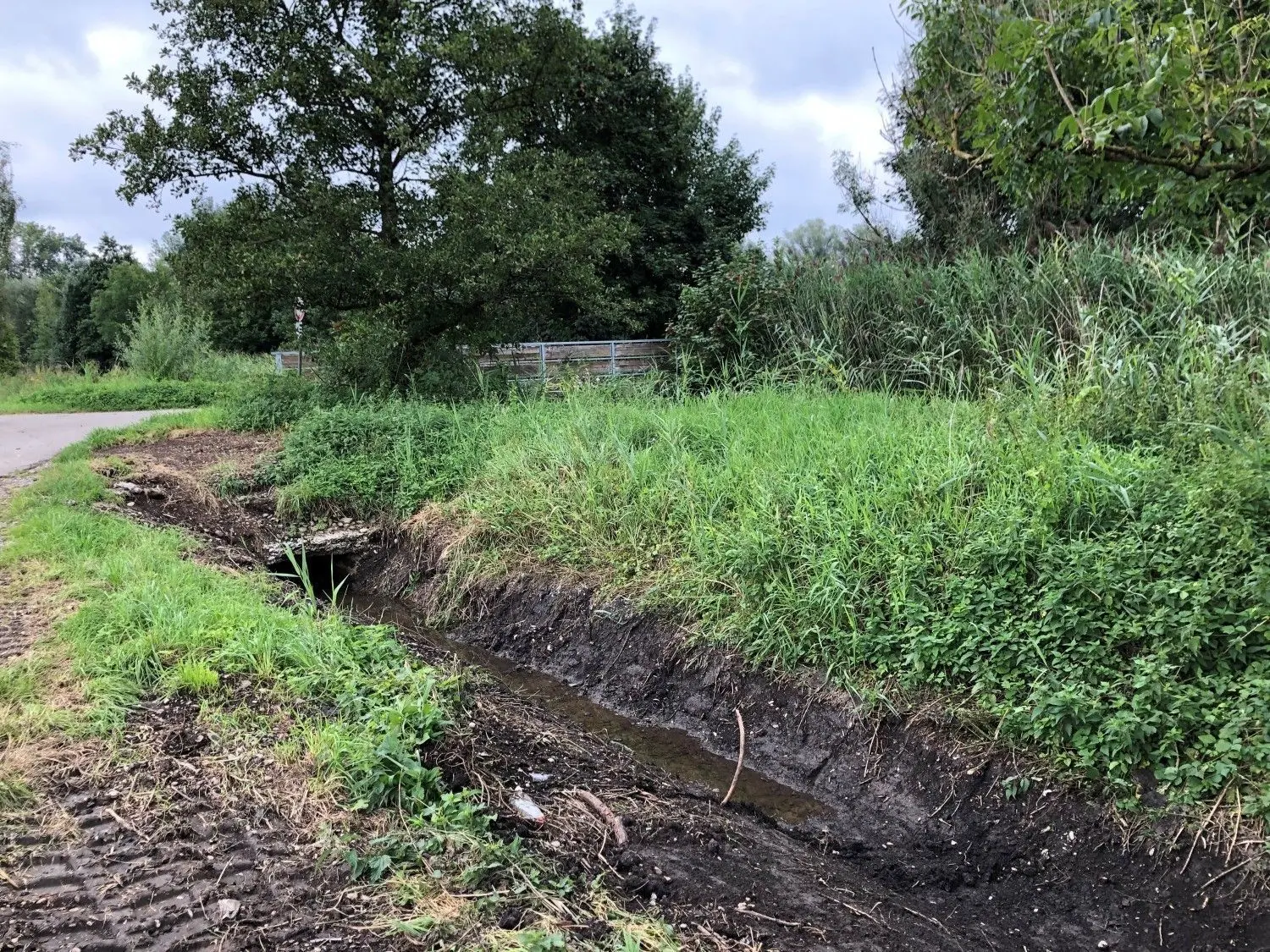 Eine Dohle am Auslauf des Wassergrabens wurde jetzt wieder frei gelegt. Doch bei niedrigem Wasserstand kommt der Bach gar nicht bis kurz vor die Ortsgrenze Regglisweiler. ⇥Foto: