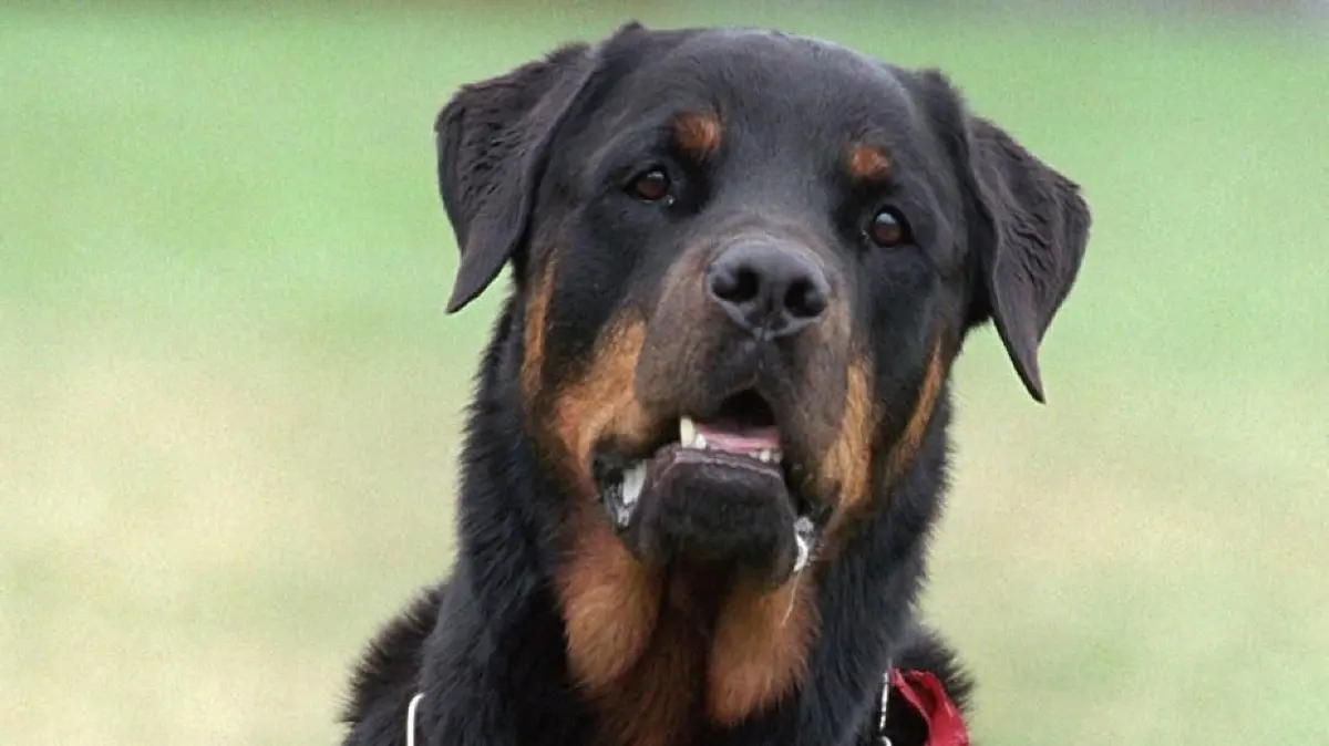 Zwei Mädchen wurden in Bad Wurzach von einem Rottweiler angegriffen und durch mehrere Bisse schwer verletzt.