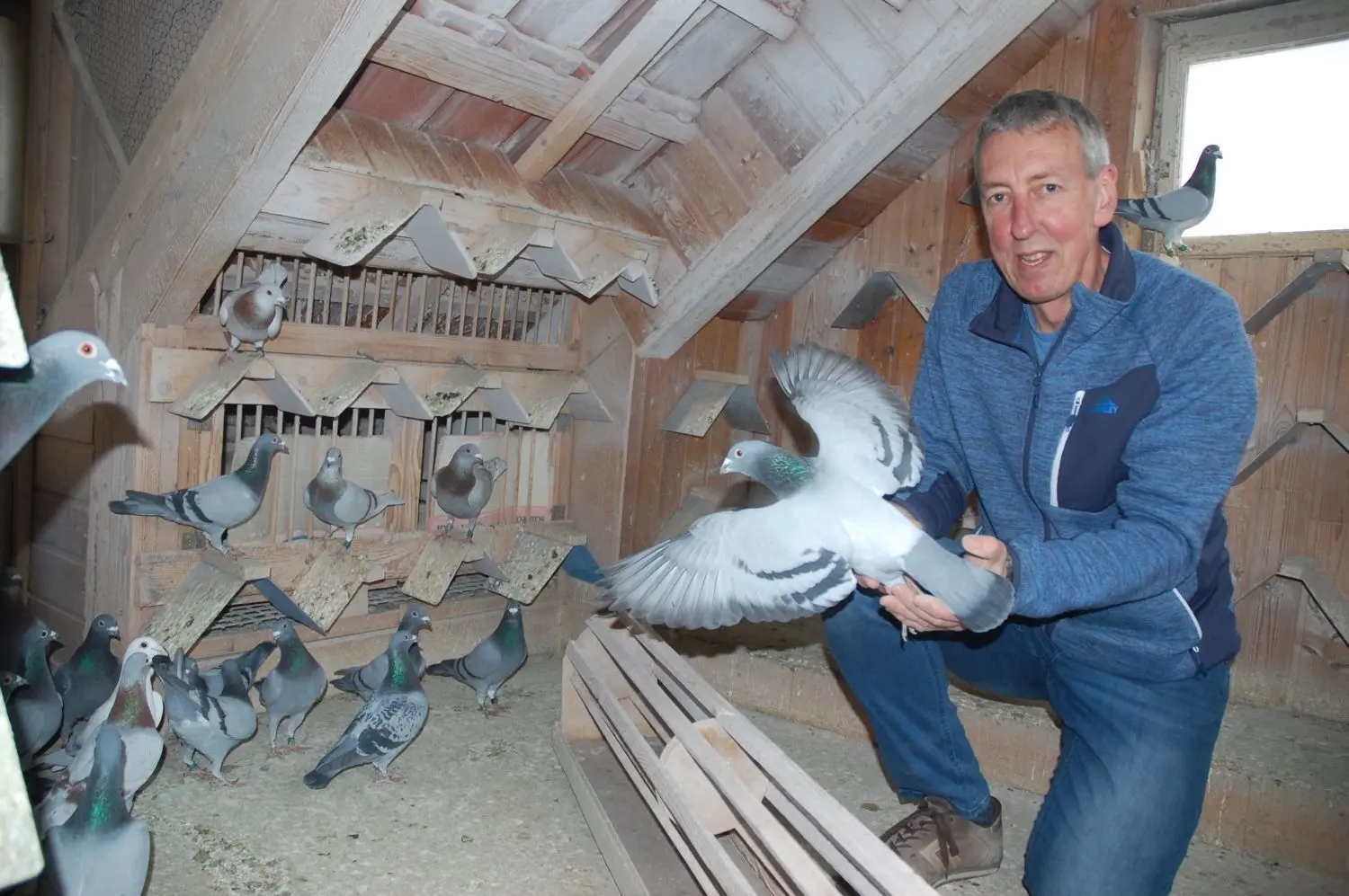Roland Wengert hat ein Hobby, das in den 90er-Jahren ein Volkssport der Bühlertanner Männer war: Er ist Brieftaubenzüchter. Den Taubenschlag auf der Garage seines Elternhauses im Rosenbühl bewohnen zurzeit rund 100 Tauben zwischen ein paar Tagen und 14 Jahren.
