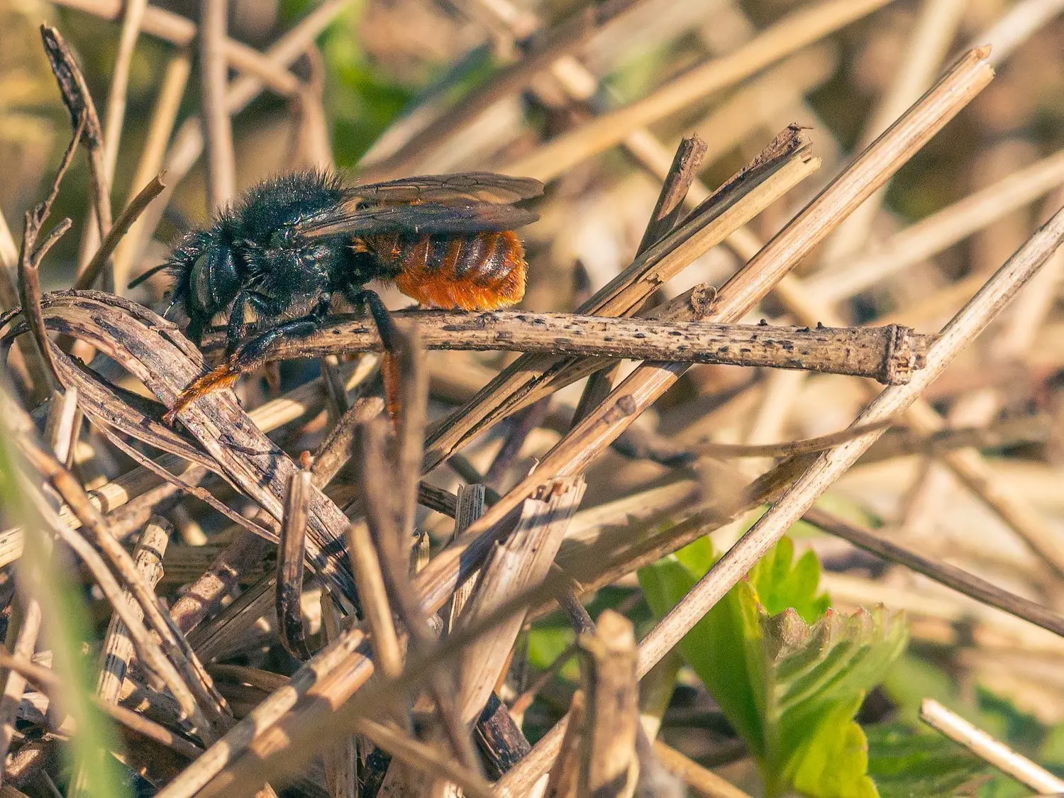 Die „Zweifarbige Mauerbiene“ oder „Zweifarbige Schneckenhausbiene“ baut ihr Nest ausschließlich in leere, kleine Schneckenhäuser und überhäuft diese mit Grashalmen und Kiefernnadeln. Sie braucht für diese Aktion zwei volle Tage.⇥