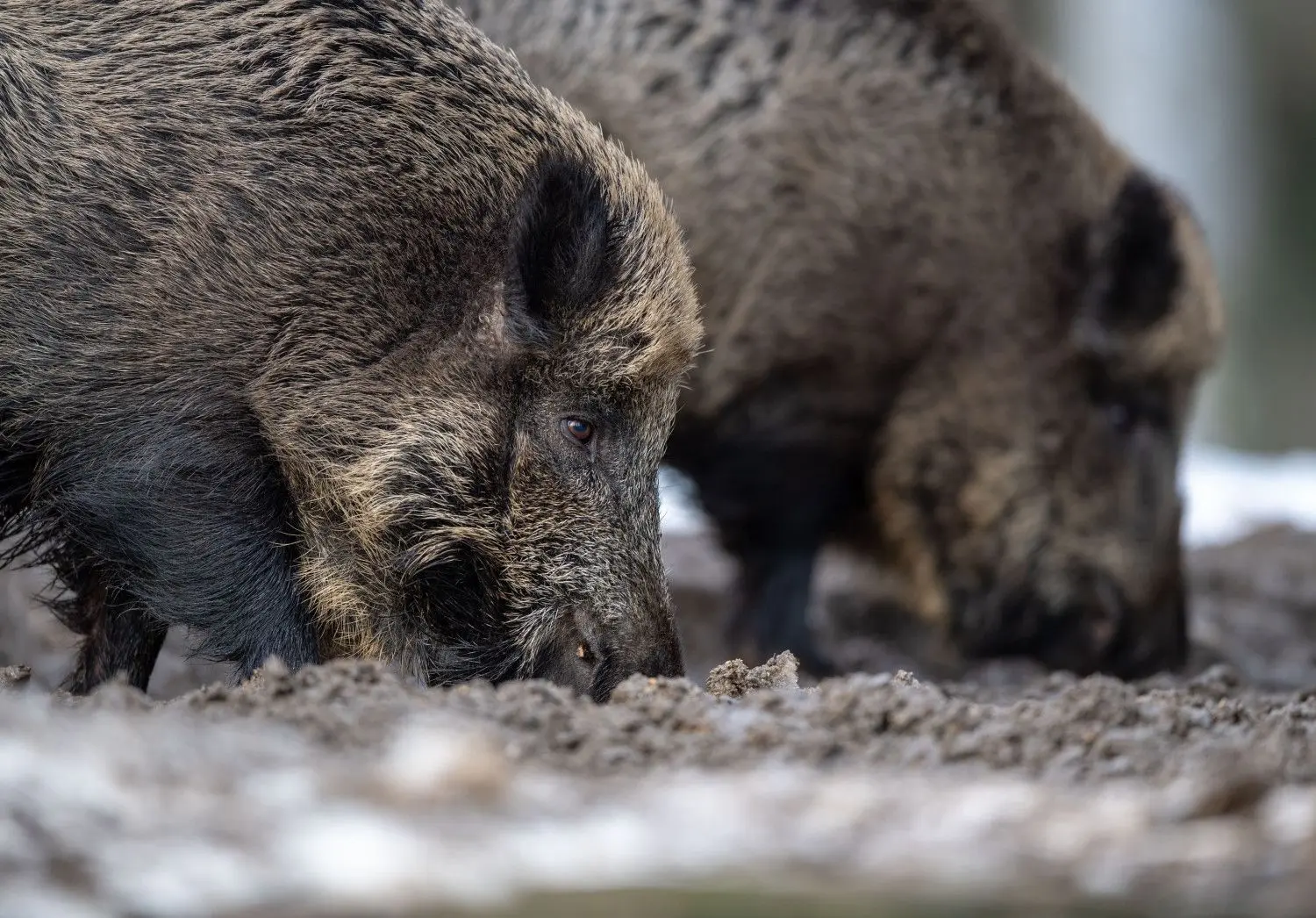 Die Afrikanische Schweinepest hat Deutschland erreicht.