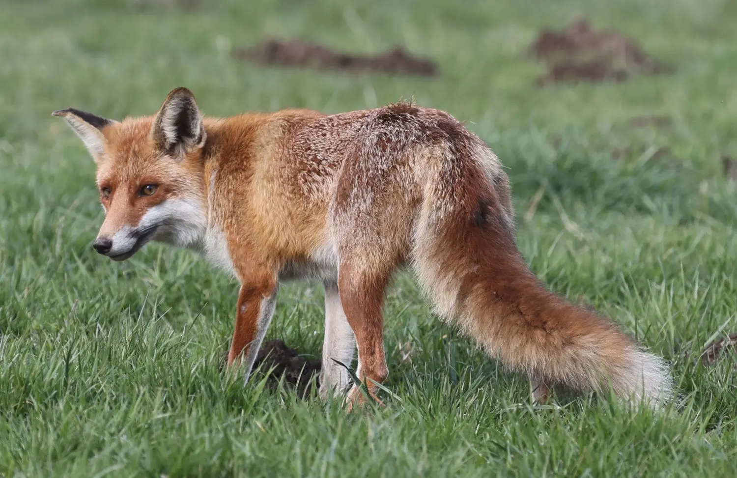 Das Symbolfoto zeigt einen Fuchs, der auf einer Wiese nach Nahrung sucht. Foto: Bodo Schackow/dpa