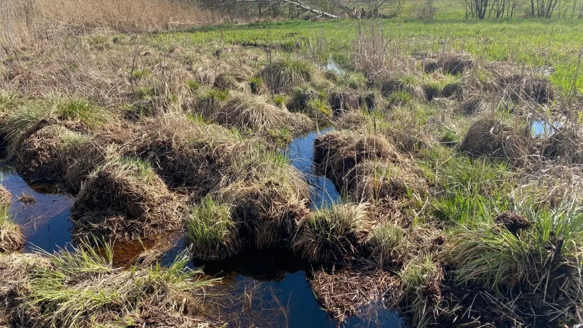 Früher wurde in dem Niedermoor Torf abgebaut. Sogenannte Torfstiche sind heute noch sichtbar.
Wasenlöcher Illerberg